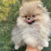Pomeranian Pomeranian Spitz puppies