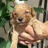 Poodle Miniature poodle puppies