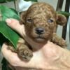 Poodle Miniature poodle puppies