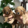 Poodle Miniature poodle puppies