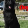 German Shepherd Dog Onyx! Stunning All Black Male German Shepherd