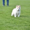 Siberian Husky Siberian Husky puppies