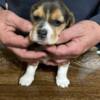 Beagle Beagle puppies