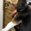 Beagle Beagle puppies