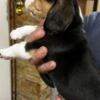 Beagle Beagle puppies