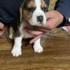 Beagle Beagle puppies