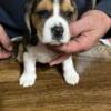 Beagle Beagle puppies