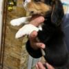 Beagle Beagle puppies