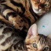 Bengal Bengal kittens for sale