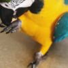 Macaw Blue and Gold Macaw Parrots Ready To Go