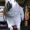 African Grey Parrot African Grey Parrots