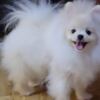 Pomeranian Purebred Boo Pomeranian puppies