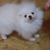 Pomeranian Purebred Boo Pomeranian puppies