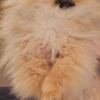 Pomeranian Purebred Boo Pomeranian puppies