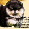 Pomeranian Purebred Boo Pomeranian puppies