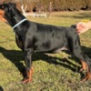 Doberman Pinscher Doberman
