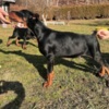 Doberman Pinscher Doberman