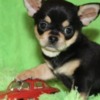 Chihuahua Chihuahua Puppies Ready to go now