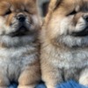 Chow Chow Chow Chow Puppies