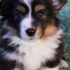 Welsh Corgi, Pembroke Adorable Corgi Puppies