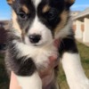Welsh Corgi, Pembroke Adorable Corgi Puppies