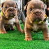 Bulldog Adorable English Bulldog Puppies Looking for a Forever Home!