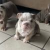 Bulldog Adorable English Bulldog Puppies Looking for a Forever Home!