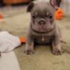 French Bulldog Male and Female French Bulldog Puppies