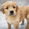 Golden Retriever Golden Retriever Puppies for adoption