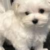 Maltese Pure Breed Maltese Puppies