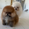Pomeranian Pomeranian Puppies male and female available