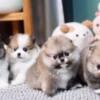 Pomeranian Pomeranian Puppies male and female available