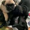 Pug Pug Puppies