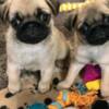 Pug Pug Puppies