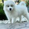 Samoyed Home Raised Samoyed Puppies