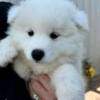 Samoyed Home Raised Samoyed Puppies