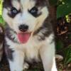 Siberian Husky Beautiful Siberian Husky Puppies Male and Female