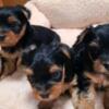 Yorkshire Terrier Friendly Adorable Yorkie Puppies
