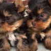 Yorkshire Terrier Friendly Adorable Yorkie Puppies