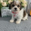Cavalier King Charles Spaniel Home raise Cavachon Puppies Looking for new home