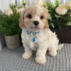 Cavalier King Charles Spaniel Home raise Cavachon Puppies Looking for new home