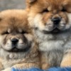 Chow Chow Male and female Chow Chow Puppies