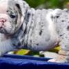 Olde English Bulldogge English Bulldog Puppies