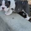 Olde English Bulldogge English Bulldog Puppies