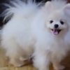 Pomeranian Pomeranian Spitz puppies