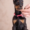 Doberman Pinscher Doberman puppies