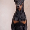 Doberman Pinscher Doberman puppies
