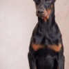 Doberman Pinscher Doberman puppies