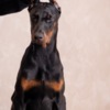 Doberman Pinscher Doberman puppies
