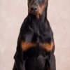 Doberman Pinscher Doberman puppies